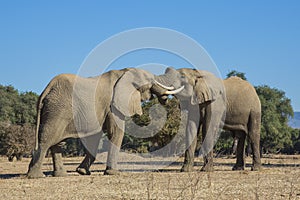 African Elephant bulls play-fighting