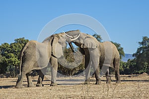 African Elephant bulls play-fighting