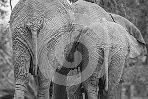 African elephant bum in Welgevonden