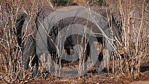 African Elephant In The Bush There Is Eating Shrub Using The Trunk