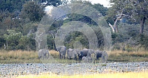 African elephant, Bwabwata Namibia, Africa safari wildlife