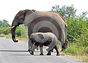 African Elephant and calf