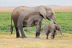 African elephant with calf - Amboseli National Park