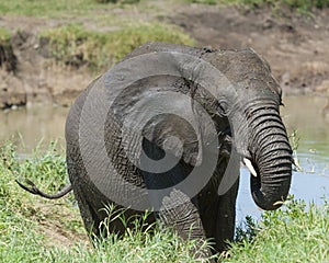 African Elephant Calf Climbs From River