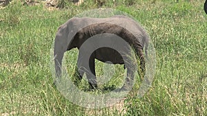 African Elephant calf grazing on the grassland