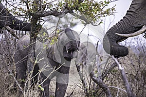 An African Elephant calf grazing on the trees with its herd