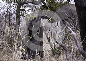 An African Elephant calf grazing on the trees with its herd