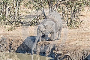 African elephant calf kneeling to drink in a waterhole