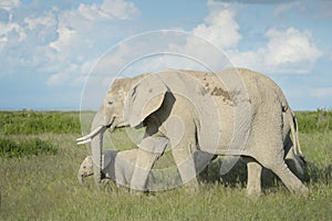 African elephant and calf passing by