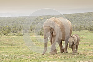 African Elephant calf walking with mother