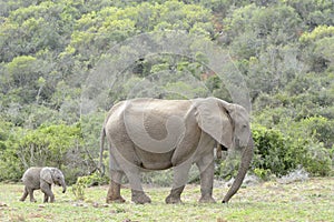 African Elephant calf walking with mother