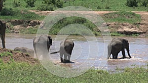 African Elephant calves walking with the herd through a watering hole