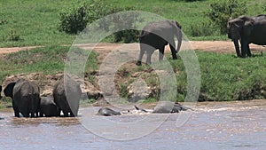 African Elephant calves walking with the herd through a watering hole