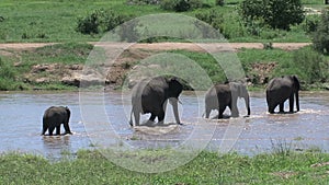 African Elephant calves walking with the herd through a watering hole