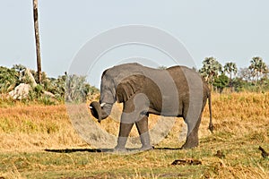 African Elephant carrying her trunk