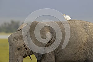 An African elephant with a cattle egret on its back in Kenya