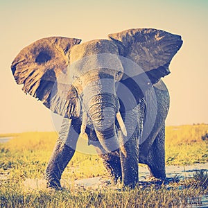 African Elephant Charging