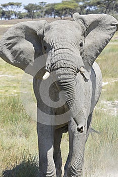 African elephant charging