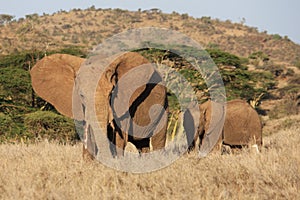 African elephant and child