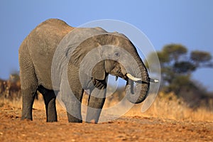 African Elephant, Chobe National Park, Botswana