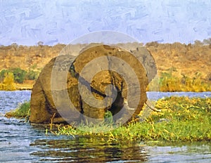 African elephant in Chobe River photo art
