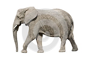 African elephant with clipping path