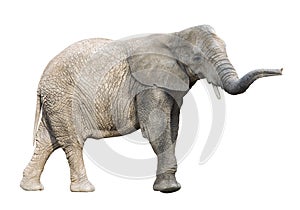 African elephant with clipping path