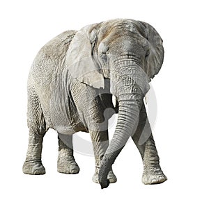 African elephant with clipping path