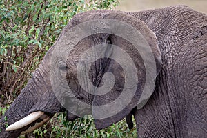 African elephant close-up