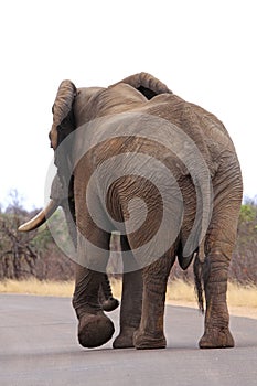 African elephant close up