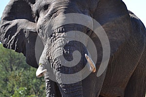 African Elephant Close-up