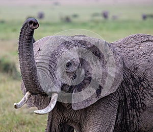 African Elephant photo