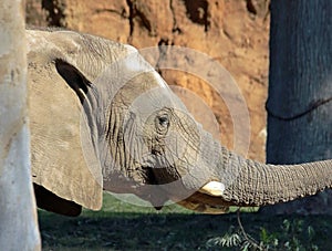 African Elephant photo