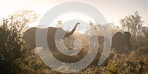 African elephant close ups in Kruger National Park, South Africa