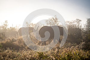 African elephant close ups in Kruger National Park, South Africa