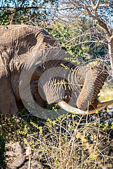 African elephant close ups in Kruger National Park, South Africa