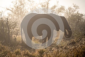 African elephant close ups in Kruger National Park, South Africa