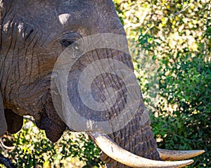 African elephant close ups in Kruger National Park, South Africa