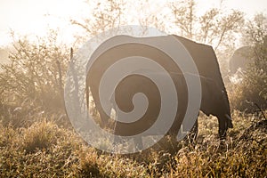 African elephant close ups in Kruger National Park, South Africa