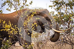 African elephant close ups in Kruger National Park, South Africa