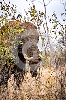 African elephant close ups in Kruger National Park, South Africa