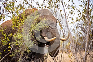 African elephant close ups in Kruger National Park, South Africa