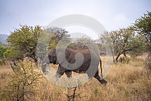 African elephant close ups in Kruger National Park, South Africa