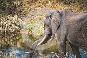 African elephant close ups in Kruger National Park, South Africa