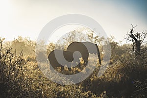 African elephant close ups in Kruger National Park, South Africa