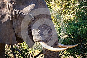 African elephant close ups in Kruger National Park, South Africa