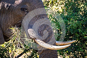 African elephant close ups in Kruger National Park, South Africa