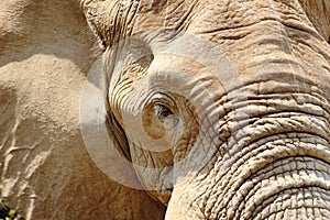 African Elephant closeup
