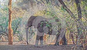 African elephant in a clump of trees in Kruger National Park South Africa