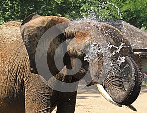 African Elephant Cooling Off By Splashing Water